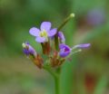 Arabis verna